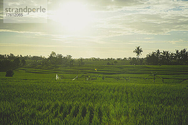 Üppige  grüne Reiskulturen und Palmen auf Bali; Munggu  Bali  Indonesien