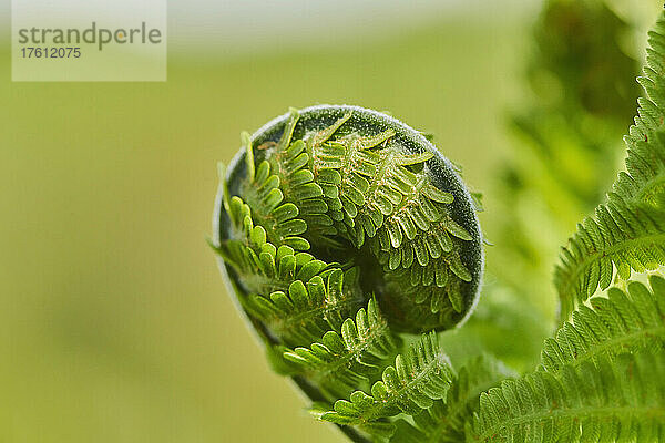 Nahaufnahme des eingerollten Endes eines männlichen Farns oder Wurmfarns (Dryopteris filix-mas); Bayern  Deutschland