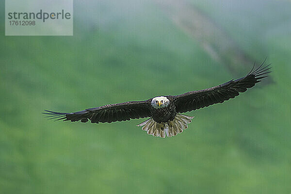 Porträt eines majestätischen Weißkopfseeadlers (Haliaeetus leucocephalus)  der mitten im Flug aufsteigt; Alaska  Vereinigte Staaten von Amerika