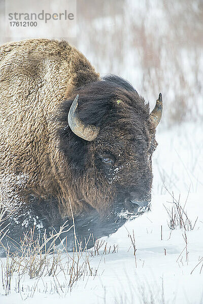 Nahaufnahme eines amerikanischen Bisons (Bison bison)  der durch tiefen Schnee stapft und gegen den Wind läuft; Yellowstone National Park  Vereinigte Staaten von Amerika