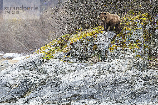 Braunbär (Ursus arctos) stehend auf den grauen Felsen vor einem Laubwald im Glacier Bay National Park; Südost-Alaska  Alaska  Vereinigte Staaten von Amerika