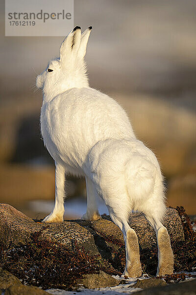 Polarhase (Lepus arcticus) streckt seine Vorderpfoten auf einem Felsen aus; Arviat  Nunavut  Kanada