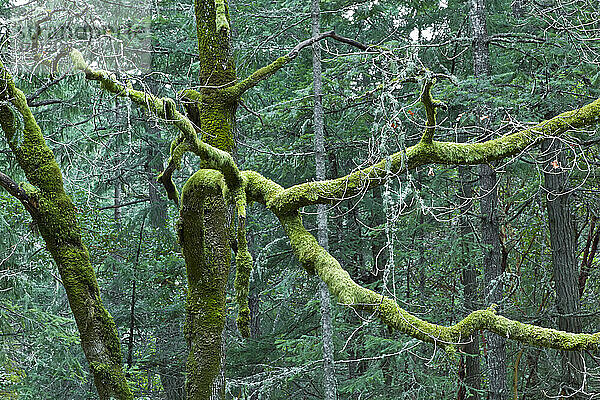 Moos auf Bäumen  Reginald Hill  Salt Spring Island  British Columbia  Kanada