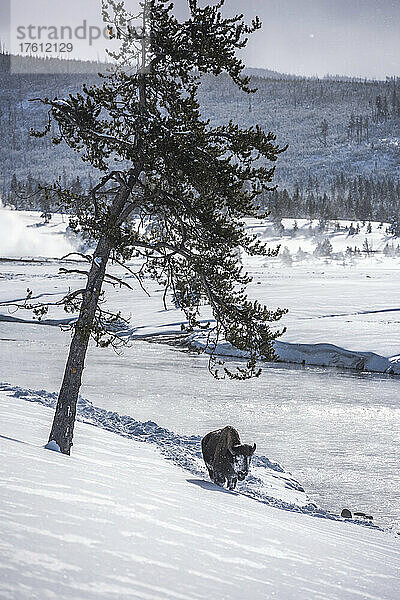 Ein einsamer Bison (Bison bison)  der an einem sonnigen Wintertag am verschneiten Ufer des Firehole River entlang läuft; Yellowstone National Park  Vereinigte Staaten von Amerika