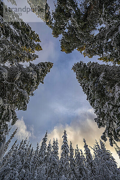 Verschneite  immergrüne Bäume in einem Wald  der in den Himmel ragt; Whitehorse  Yukon  Kanada