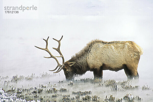 Nahaufnahme eines Elchbullen (Cervus canadensis) im späten Februar  dünn und mit abgenutztem und gebrochenem Geweih  der den langen Winter übersteht  indem er im thermisch erwärmten Wasser nach Nahrung sucht und grobes Schilf aus dem Schlamm zieht  Yellowstone National Park; Wyoming  Vereinigte Staaten von Amerika