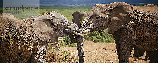 Zwei afrikanische Elefanten (Loxodonta) begrüßen sich und verschränken ihre Rüssel im Addo Elephant National Park; Ostkap  Südafrika