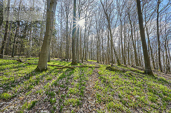 Eichen in einem Wald und Sonnenstrahlen im Frühling; Kreuzwertheim  Bayern  Deutschland