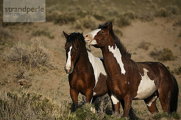 Zwei Paint Mustangs beißen spielerisch beim Grasen in South Steens; Frenchglens  Oregon  Vereinigte Staaten von Amerika