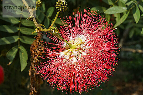 Tropische Blume in leuchtendem Rot blühend auf einem Baum; Thailand