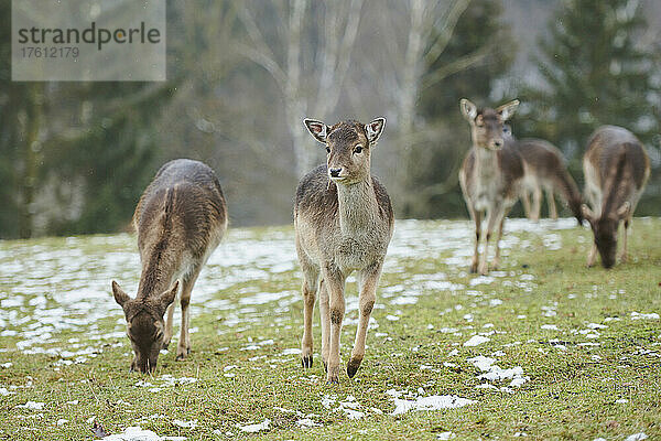 Damhirsch (Dama dama) auf einer Wiese; Bayern  Deutschland