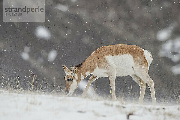 Gabelbockantilope (Antilocapra americana)  stehend auf einem verschneiten Feld  das im Winter Grasstoppeln frisst  im Yellowstone-Nationalpark; Wyoming  Vereinigte Staaten von Amerika