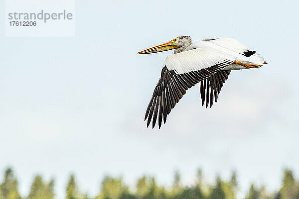 Ein amerikanischer weißer Pelikan (Pelecanus erythrorhynchos) fliegt in einem klaren blauen Himmel; Montana  Vereinigte Staaten von Amerika