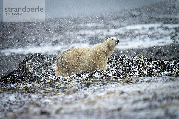 Eisbär (Ursus maritimus) hebt den Kopf im Schnee; Arviat  Nunavut  Kanada
