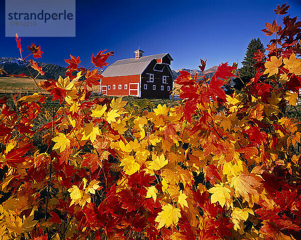 Rote Scheune umrahmt von leuchtenden Herbstfarben an einem Baum  Willowa Mountains im östlichen Oregon; Oregon  Vereinigte Staaten von Amerika