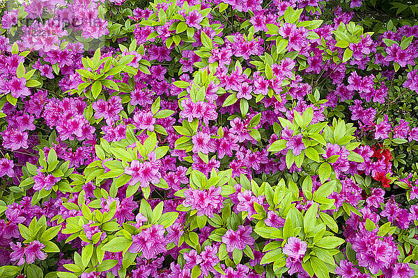 Azaleen in Blüte  Crystal Springs Rhododendron Garden; Portland  Oregon  Vereinigte Staaten von Amerika