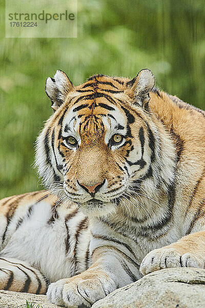 Sibirischer Tiger (Panthera tigris tigris) Porträt  in Gefangenschaft; Bayern  Deutschland