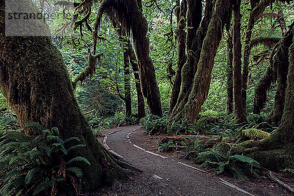 Abend auf dem Hall of Mosses Trail im Olympic National Park.