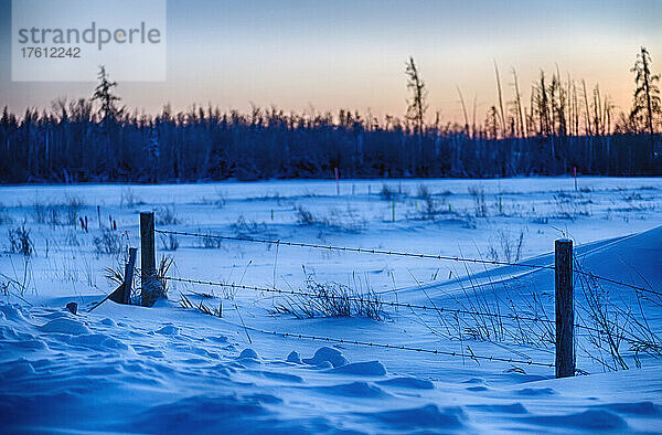 Stacheldrahtzaun über einem verschneiten Feld mit einem leuchtenden Sonnenuntergangshimmel über dem Wald im Hintergrund; Alberta  Kanada