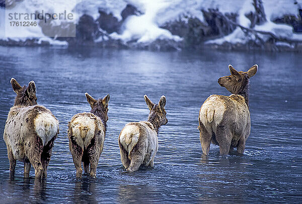 Blick von hinten auf vier Elche (Cervus canadensis)  die im Winter in das kalte Wasser des Madison River waten; Yellowstone National Park; Wyoming  Vereinigte Staaten von Amerika