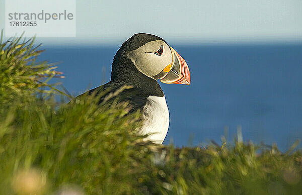 Papageientaucher (Fratercula arctica) auf den Latrabjarg-Klippen; Westfjorde  Island