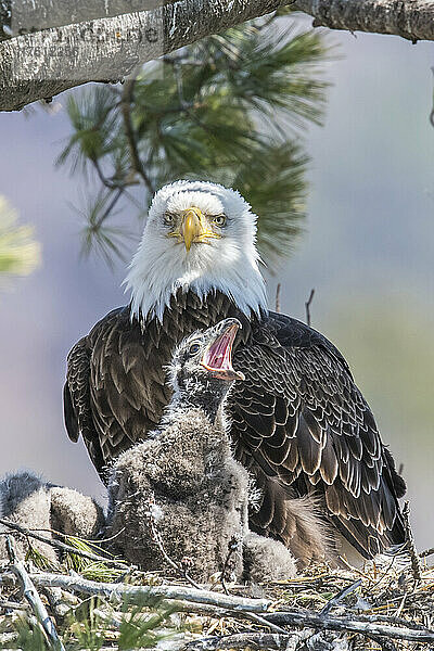 Nahaufnahme eines erwachsenen Weißkopfseeadlers (Haliaeetus leucocephalus)  der mit seinem Jungtier im Nest sitzt und in die Kamera schaut; gähnendes Küken; Minnesota  Vereinigte Staaten von Amerika