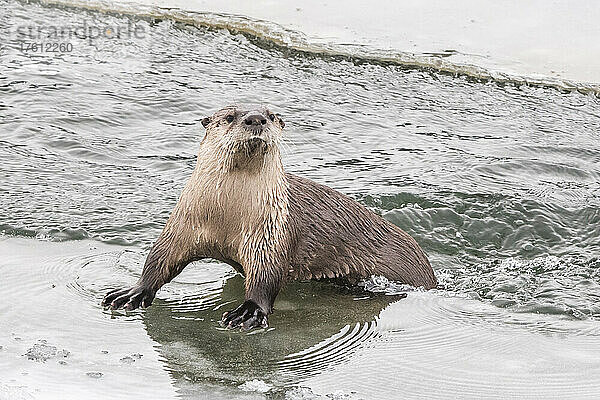 Porträt eines nördlichen Flussotters (Lutra canadensis)  der aus dem eisigen Wasser auftaucht und neugierig in die Kamera schaut; Yellowstone National Park  Vereinigte Staaten von Amerika