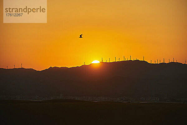 Möwe  die bei Sonnenuntergang über Windkraftanlagen in einem Windpark in den goldglühenden Himmel fliegt; Katalonien  Spanien