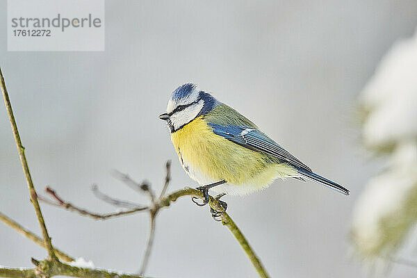 Porträt einer Blaumeise (Cyanistes caeruleus)  die im Winter auf einem Ast sitzt; Bayern  Deutschland