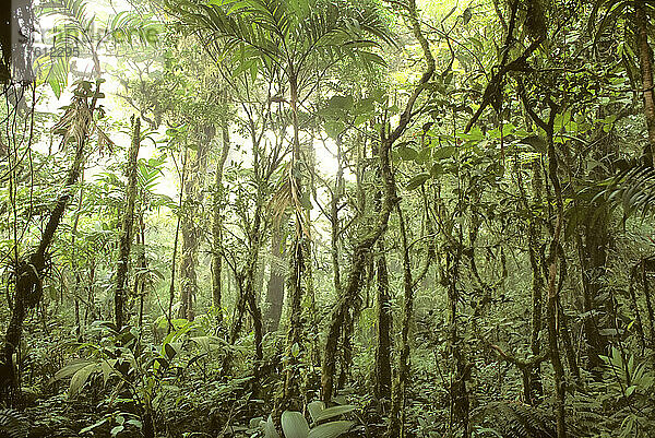 Bäume und Weinstöcke im Nebel des Monteverde-Regenwaldes; Monteverde Cloud Forest Reserve  Costa Rica