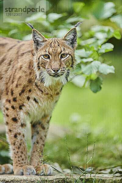 Eurasischer Luchs (Lynx lynx) Porträt; Bayern  Deutschland