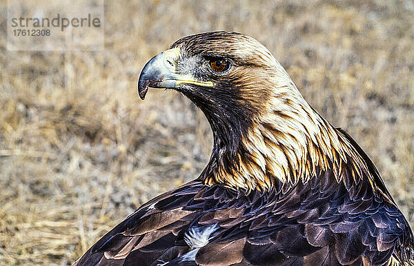 Nahaufnahme eines Steinadlers (Aquila chrysaetos)  der im trockenen Gras sitzt; Montana  Vereinigte Staaten von Amerika