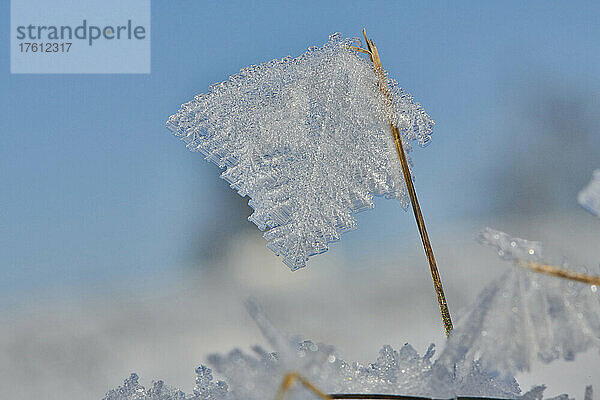 Nahaufnahme von Eiskristallen auf einer schlafenden Pflanze im Winter; Bayern  Deutschland