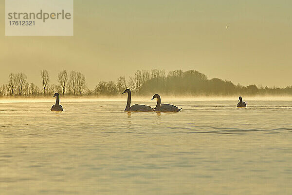 Höckerschwäne (Cygnus olor) schwimmen bei Sonnenaufgang auf der Donau; Bayern  Deutschland