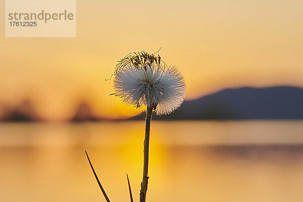 Huflattich (Tussilago farfara) - Samenkopf vor einem Sonnenuntergangshimmel; Oberpfalz  Bayern  Deutschland