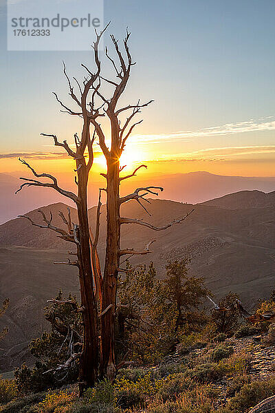 Great Basin Bristlecone Pines (Pinus longaeva) bei Sonnenuntergang im Ancient Bristlecone Pine Forest; Bishop  Kalifornien  Vereinigte Staaten von Amerika