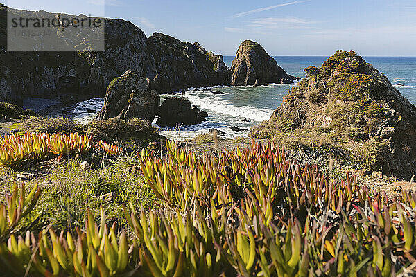 Zerklüftete Küstenlinie und Vegetation am Strand von Praia da Azenha do Mar  Portugal; Alentejo  Portugal