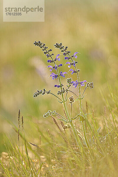 Blühender Wiesensalbei (Salvia pratensis) auf einer Wiese im Nationalpark Bayerischer Wald; Bayern  Deutschland