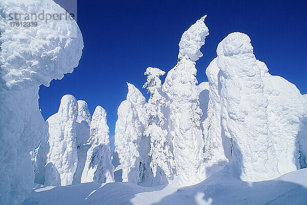 Schneegespenster  Sun Peaks  British Columbia  Kanada