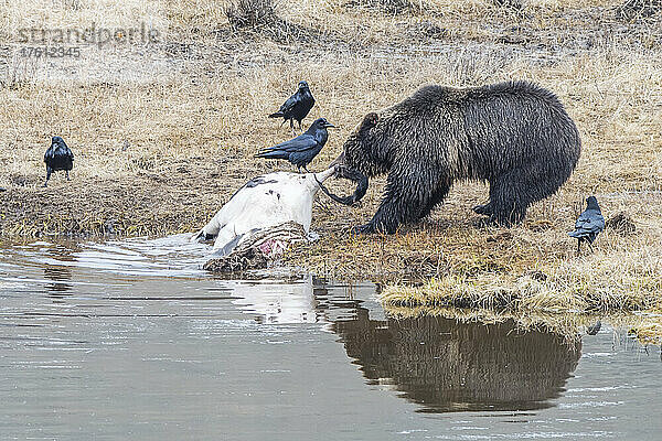 Braunbär (Ursus arctos)  der einen Bisonkadaver aus dem Wasser auf das mit Frost bedeckte grasbewachsene Ufer zieht  während Raben (Corvus corax) in der Nähe stehen  um Nahrungsreste zu erbeuten; Yellowstone National Park  Vereinigte Staaten von Amerika