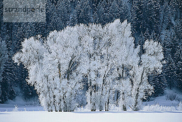 Baumwollbäume mit Frost in der Nähe von Steamboat Springs  Colorado; STEAMBOAT SPRINGS  COLORADO.
