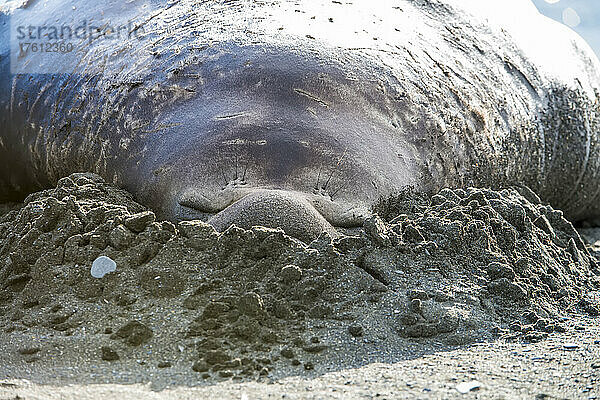 Südlicher Seeelefant (Mirounga leonina) schlafend mit dem Gesicht im Sand am Strand; Insel Südgeorgien  Antarktis