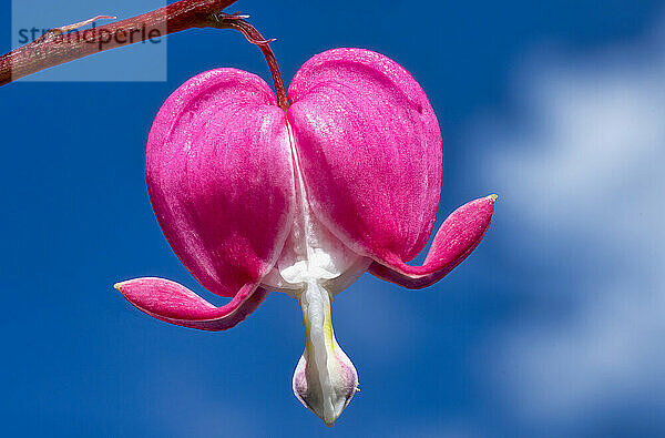 Nahaufnahme einer blühenden Herzblume (Lamprocapnos spectabilis); South Shields  Tyne and Wear  England