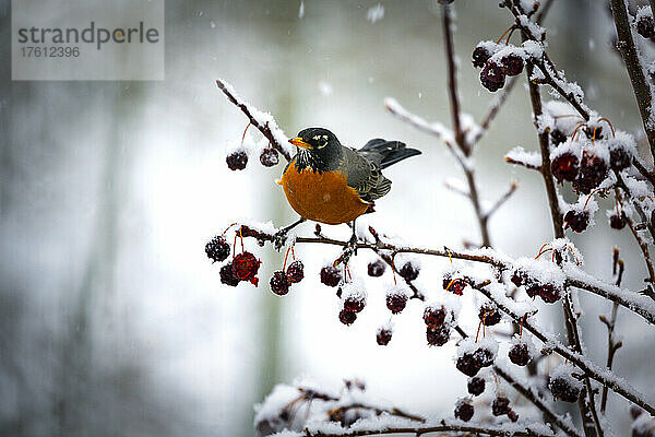 Buntes Rotkehlchen (Turdus migratorius) auf einem schneebedeckten Ast mit getrockneten kleinen Äpfeln am Baum; Calgary  Alberta  Kanada