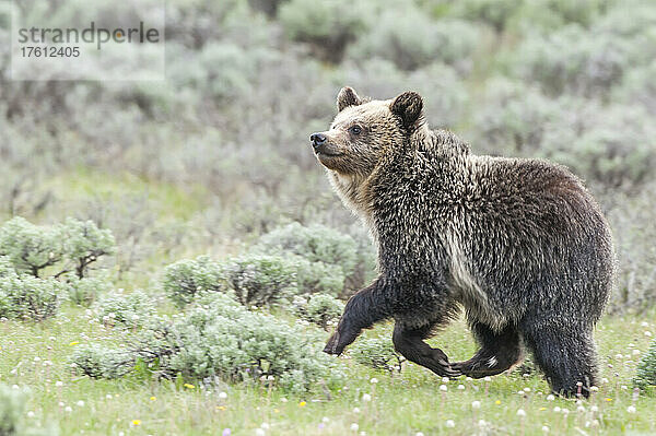 Grizzlybärjunges (Ursus arctos horribilis) auf einer Salbeiwiese  Yellowstone National Park; Vereinigte Staaten von Amerika