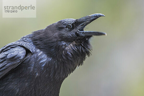 Nahaufnahme eines Raben (Corvus corax) mit geöffnetem Maul  rufend; Yellowstone National Park  Vereinigte Staaten von Amerika