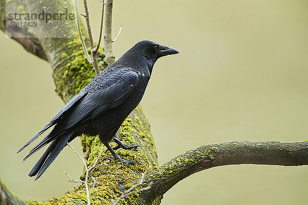 Aaskrähe (Corvus corone) auf einem Ast sitzend; Bayern  Deutschland