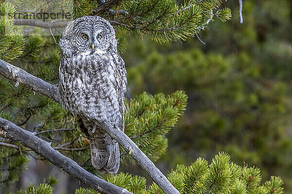 Porträt einer Graueule (Strix nebulosa)  die auf einem Ast einer Lodgepole-Kiefer (pinus contorta) sitzt; Yellowstone National Park  Vereinigte Staaten von Amerika