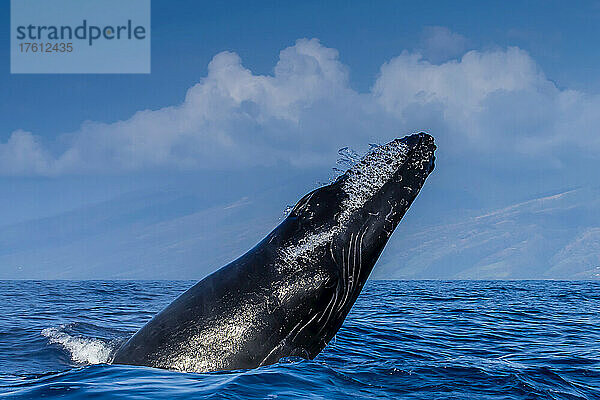 Seitenansicht eines Buckelwals  der im Pazifik bricht.