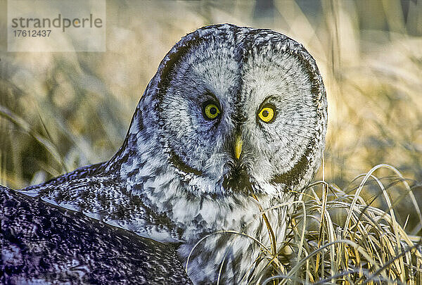 Nahaufnahme einer großen grauen Eule (Strix nebulosa)  die im trockenen Gras sitzt und nach Nagetieren jagt. Große Graueulen sind oft tagsüber aktiv und nutzen ihre großen Gesichtsscheiben  um den Schall ihrer Beute in ihre Ohren zu lenken  die sich in der Nähe ihrer Augen befinden; Yellowstone National Park  Vereinigte Staaten von Amerika